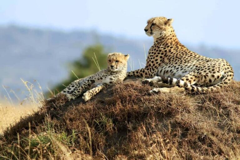 From Zanzibar: 2-Day Serengeti Safari with Flights - Accommodation and Transportation