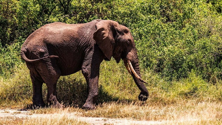 From Zanzibar: 2-Day Tarangire & Manyara Safari with Flights - Who Will Love This Tour?