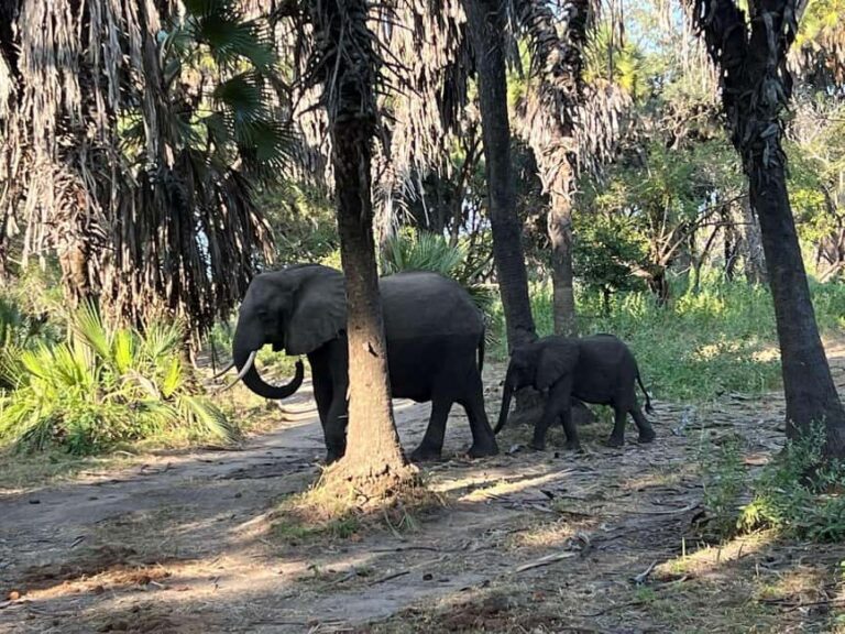 from Zanzibar: 2-Days Nyerere Wildlife Safari with flight - Day 1: A Wild Introduction to Nyerere National Park