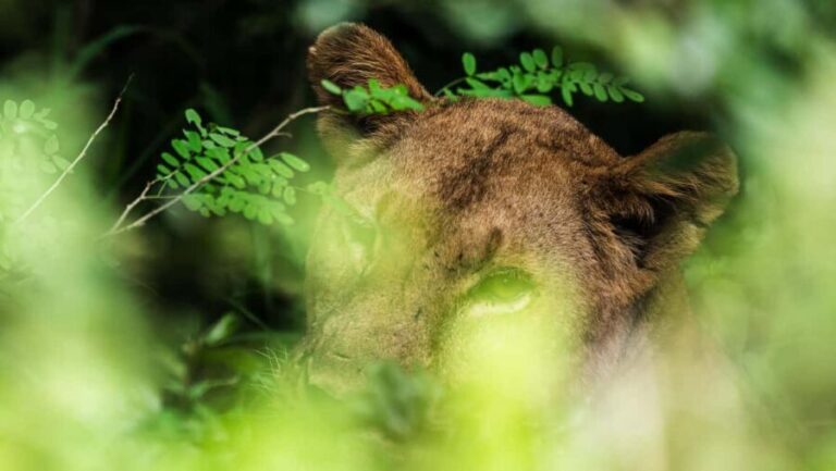 From Zanzibar: 3-Day Selous Safari Trip with Flights - What’s Included and What’s Not