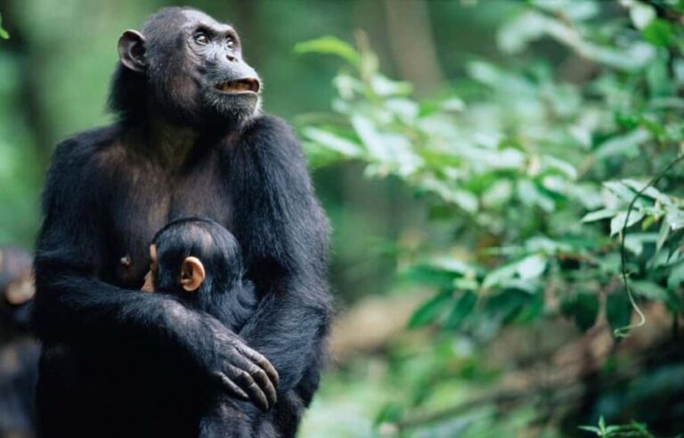 from Zanzibar: 3-Days Kigoma & Gombe National Park by flight - Who Will Love This Tour?