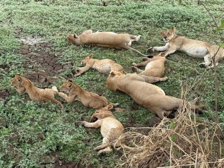 from Zanzibar: 3-Days Mikumi national park Safari with Train - The Itinerary in Detail