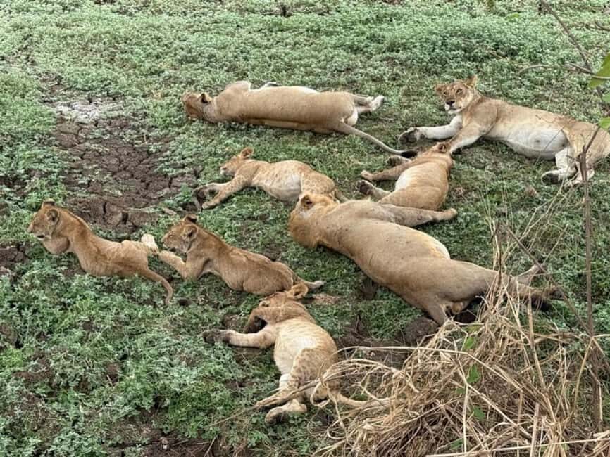 from Zanzibar: 3-Days Mikumi national park Safari with Train - The Itinerary in Detail