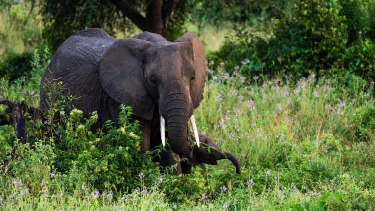 From Zanzibar: 3 Days Safari Northern Circuit with Flights - FAQ