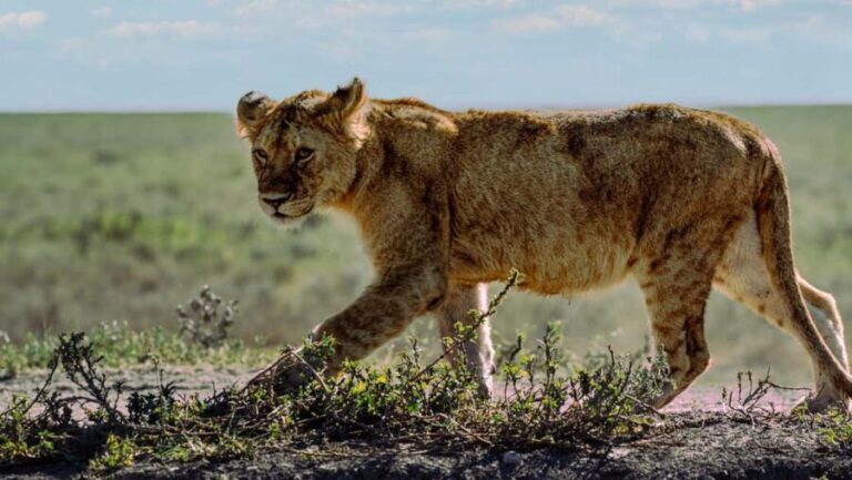 From Zanzibar: 4-Day Serengeti game drive,night drive,safari - The Sum Up