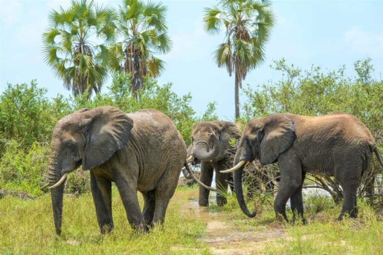 From Zanzibar: 4 Days Selous Safari with flights,boat safari - Analyzing the Value