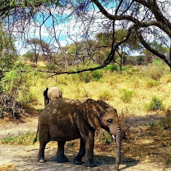 From Zanzibar: 5-Day Selous and Mikumi Safari with Flights - From Zanzibar to Tanzania’s Wilderness: A Practical Overview