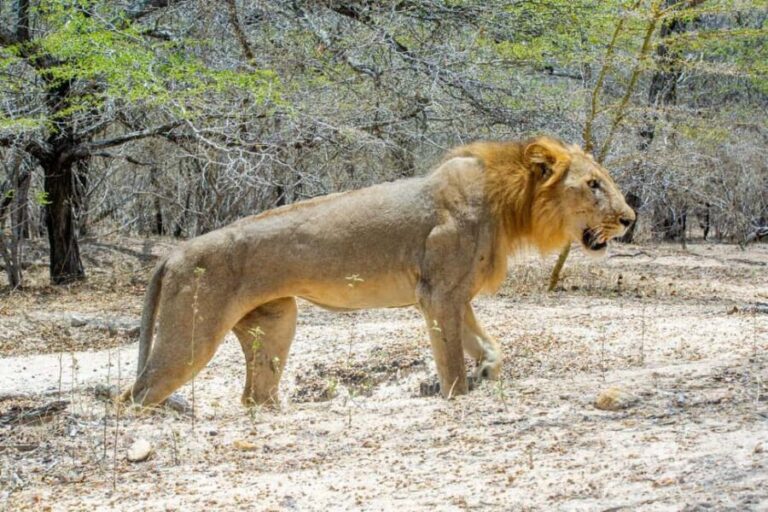 From Zanzibar: Best 5 Days Safari Selous G.R. with Flights - Practical Details and What To Expect