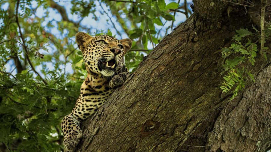 From Zanzibar: Best Day Safari Mikumi with flights and lunch - Exploring the Itinerary: What You Can Expect