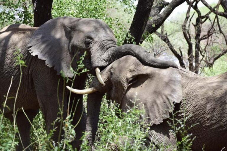 from Zanzibar: Mikumi national park 1-Day Safari by flight - The Sum Up