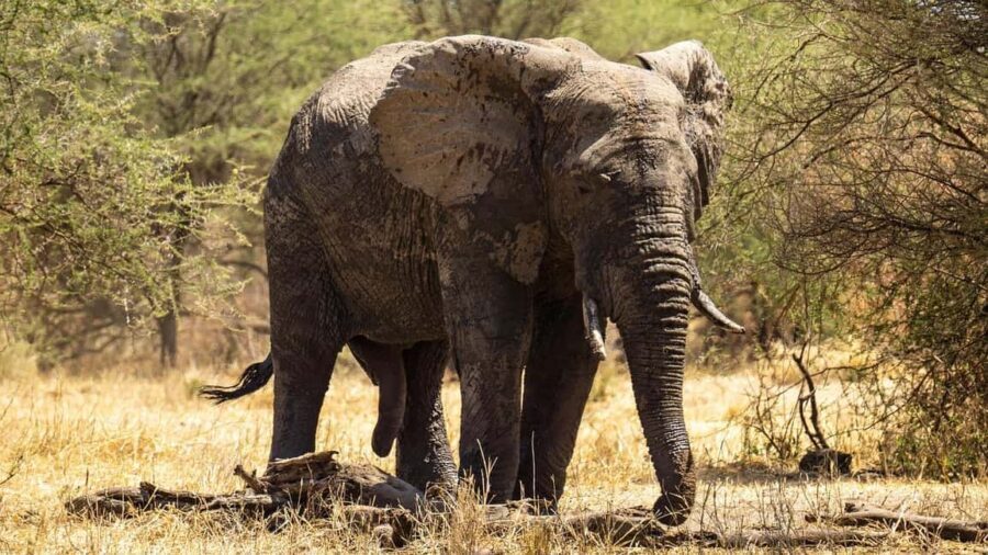 From Zanzibar: Mikumi National Park Day Trip with Flights - The Experience: Whats Special About the Safari?