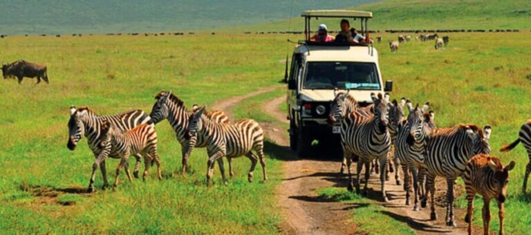 From Zanzibar: Mikumi Safari day trip with flight - Key Points