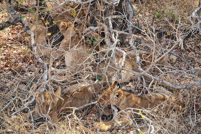 From Zanzibar: Mikumi Safari Day Trip with Flights and Meal - What to Expect from the Itinerary