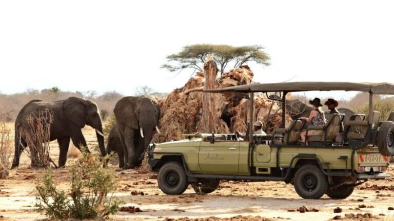 From Zanzibar: Safari Day Trip Selous Game Reserve - Who Will Love This Tour?
