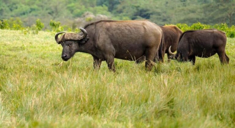 From Zanzibar: Selous Game Reserve Day Safari with Flight - Why This Safari Stands Out