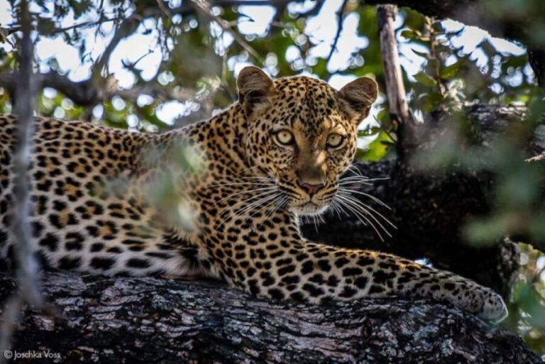 From Zanzibar: Selous Game Reserve Full-Day Safari - Wildlife Encounters and Scenic Views