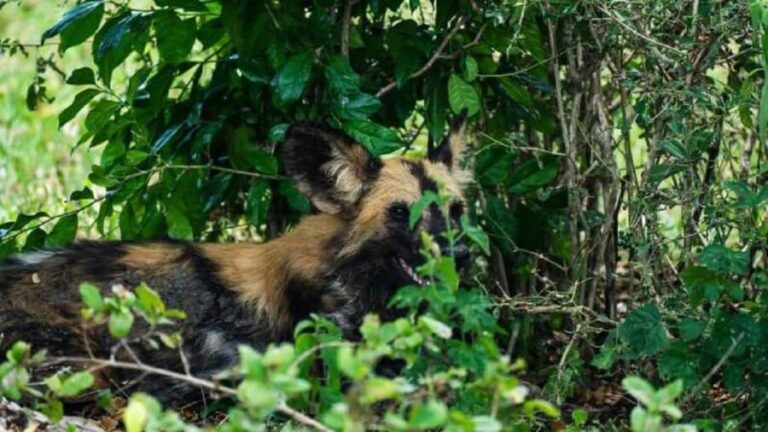 From Zanzibar-Selous National Park a Day Safari with flights - Who Will Enjoy This Safari?