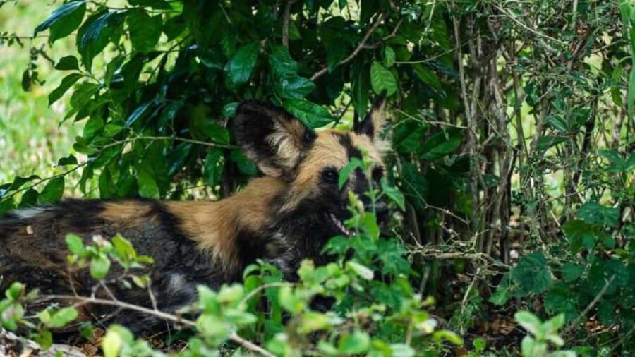 From Zanzibar-Selous National Park a Day Safari with flights - Who Will Enjoy This Safari?