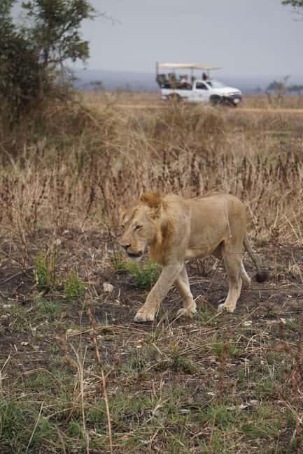 From Zanzibar:2 Nights& 1 day MIKUMI NATIONAL PARK (3 DAYS ) - What’s Included and What to Consider