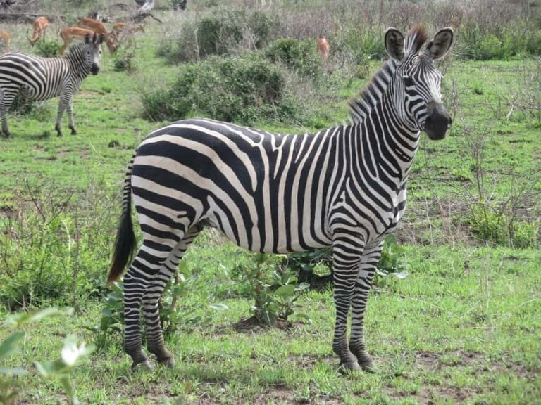 from Zanzinbar: 3-Days Nyerere wildlife safari by flight - What to Expect: A Detailed Breakdown
