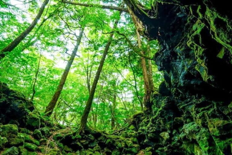 Fuji Spiritual Private Tour with Lunch and Dinner - Key Points