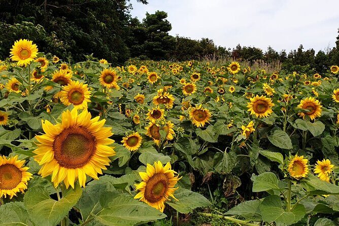 Full Day 12 hours whole Jeju Island private flexible tour - Itinerary Breakdown: What to Expect