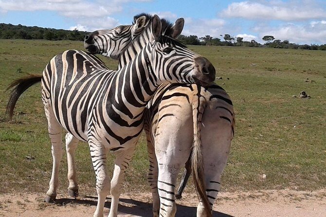 Full Day Addo Elephant National Park Safari wit BBQ:Thentic Tours - Final Thoughts: Who Should Consider This Tour?