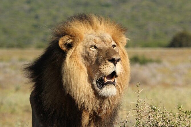 Full-Day Addo Elephant Park & Giraffe Walk - The Sum Up