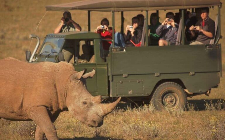 Full-Day Addo Park & Schotia Game Reserve (Open 4x4 vehicle) - The Value of This Tour