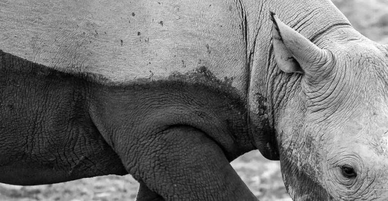Full Day Aquila Safari (German) - What to Expect on the Tour