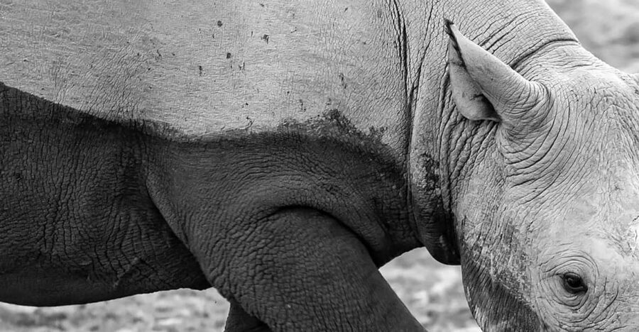 Full Day Aquila Safari (German) - What to Expect on the Tour