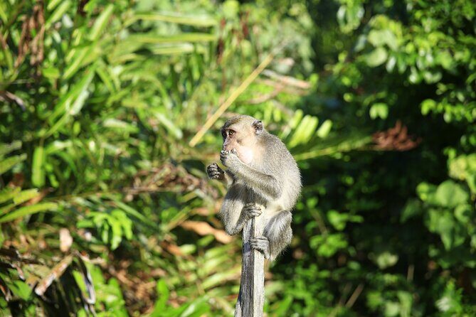 Full Day Bongawan River Cruise with Proboscis Monkey Sightseeing - What Makes This Tour Stand Out