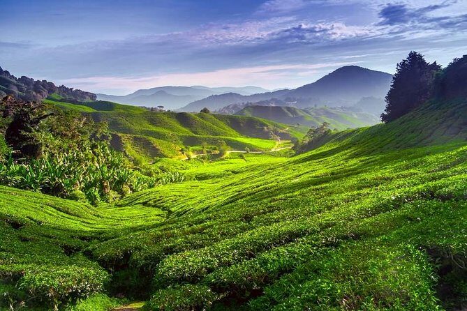 Full-day Cameron Highlands Day Trip from Kuala Lumpur - Practical Details and What They Mean for You