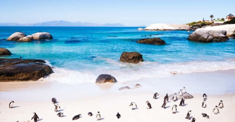 Full Day Cape Peninsula Tour - What’s Included and What’s Not