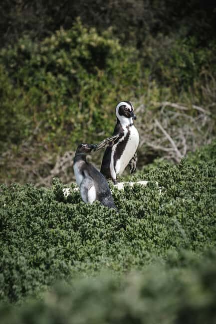 Full day Cape Penisula Tour: Chapman's Peak - Cape Point - A Deep Dive into the Cape Peninsula Experience