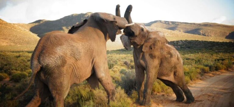 Full Day Cape Town Safari - What to Expect: Practical Tips