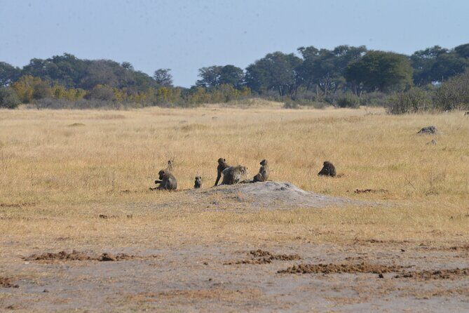 Full Day Chobe Trip with Lunch - Introduction: What Makes This Chobe Safari Stand Out?