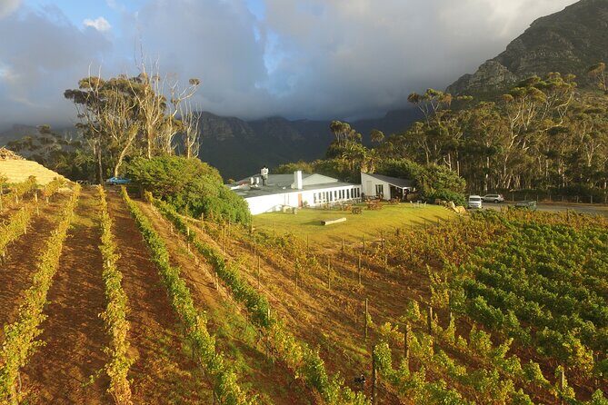 Full-Day Constantia Wine Tour from Cape Town - Final Thoughts