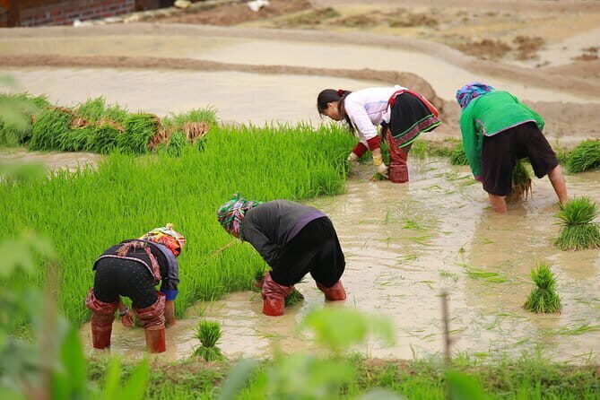 Full Day Cultural Tour in Sapa Terraces - What Travelers Are Saying