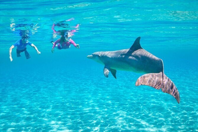 Full-day Dolphin House And Swim With Dolphin - Pricing and Value Analysis