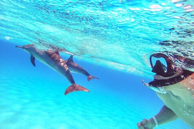 Full-Day Dolphin House from Hurghada - The Experience in Detail
