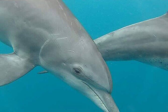 Full day Dolphin tour, Nungwi and Kendwa Beach Tour with Lunch - Value and Practical Insights