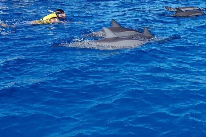 Full-Day Dolphin Watching Cruise in Mauritius - Analyzing Cost and Value