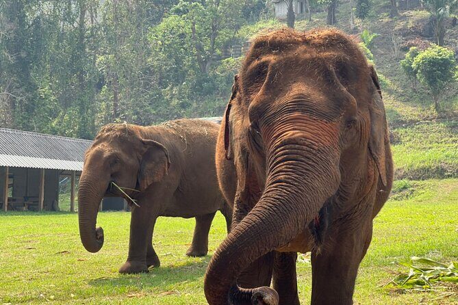 Full Day Experience at Ran-Tong Save & Rescue Elephant Centre - Practical Tips for Travelers
