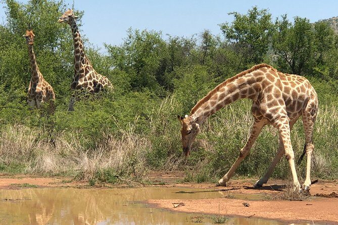 Full Day Exquisite Pilanesberg Safari from Johannesburg - The Sum Up: Who Will Love This Safari?