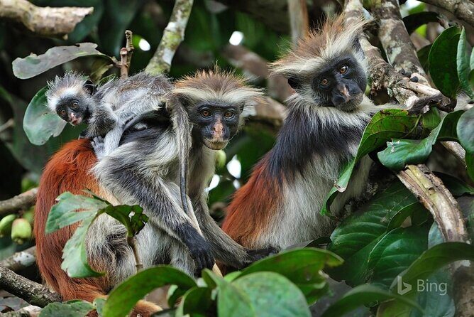 Full-Day Guided private Dolphins tour+ Monkeys + Stone town &spice Farm Zanzibar - Practical Details and Value