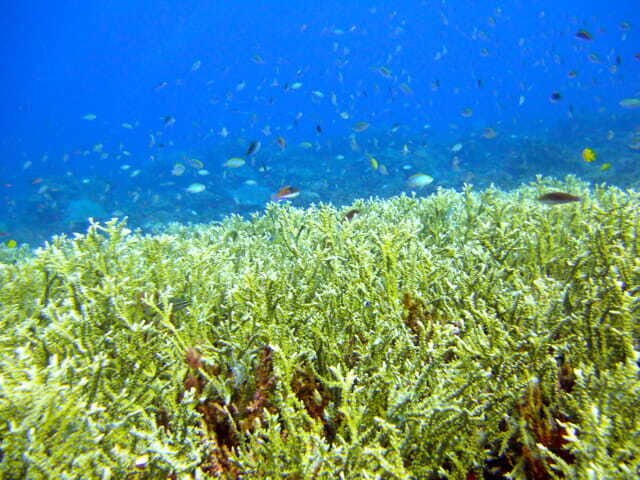 Full-Day Guided Snorkeling Tour from Kota Kinabalu - The Value of This Snorkeling Tour