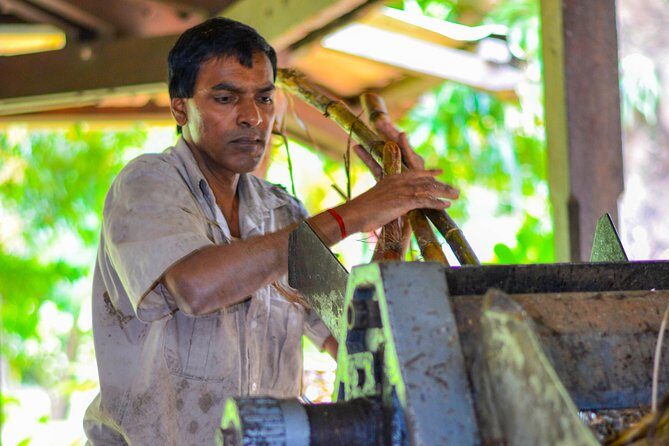 Full Day Guided Tea Route Mauritius: Including Lunch - Authentic Experiences and What You’ll Take Away