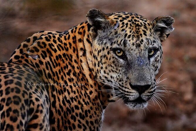 Full day / Half Day WildlifeAdventure in Yala-National-Park - The Practical Side: What’s Included and What’s Not