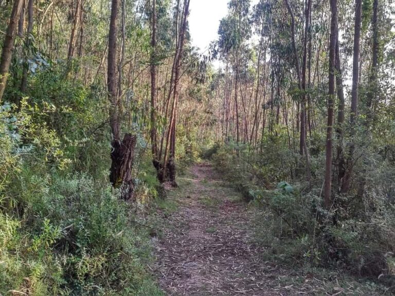 Full Day Hiking Tours to Mountain Furi - Who is this tour best for?